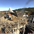 09_30-nest.jpg