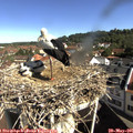 09_35-nest.jpg