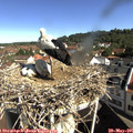 09_40-nest.jpg