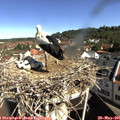 09_45-nest.jpg