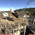 09_50-nest.jpg