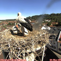 09_55-nest.jpg
