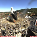 10_00-nest.jpg