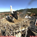 10_05-nest.jpg