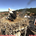 10_10-nest.jpg