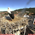10_15-nest.jpg