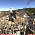 10_25-nest.jpg