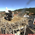 10_30-nest.jpg