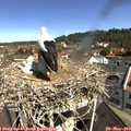10_40-nest.jpg