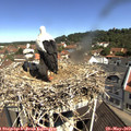 10_45-nest.jpg