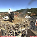 10_50-nest.jpg