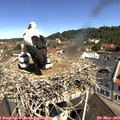10_55-nest.jpg