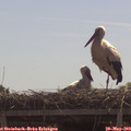 11_00-mast.jpg
