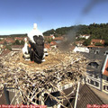 11_20-nest.jpg
