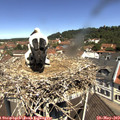 11_25-nest.jpg