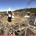 11_30-nest.jpg