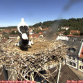 11_35-nest.jpg
