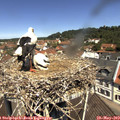 11_40-nest.jpg