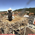 11_50-nest.jpg