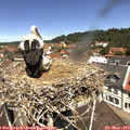 11_55-nest.jpg