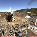12_00-nest.jpg