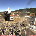 12_05-nest.jpg