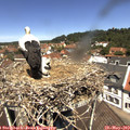 12_10-nest.jpg