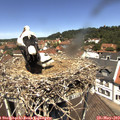 12_20-nest.jpg