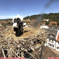 12_25-nest.jpg