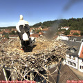 12_30-nest.jpg
