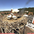 12_35-nest.jpg