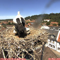 12_40-nest.jpg