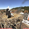 12_45-nest.jpg