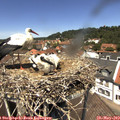 12_50-nest.jpg