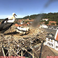 12_55-nest.jpg