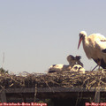 13_00-mast.jpg
