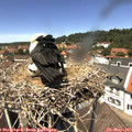 13_00-nest.jpg