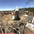 13_05-nest.jpg