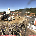 13_15-nest.jpg