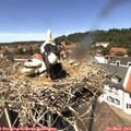 13_20-nest.jpg