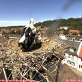 13_25-nest.jpg