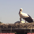 13_30-mast.jpg