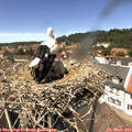 13_30-nest.jpg