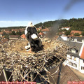 13_35-nest.jpg