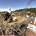 13_45-nest.jpg