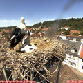 13_50-nest.jpg