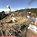 13_55-nest.jpg
