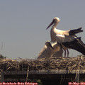 14_00-mast.jpg