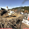 14_00-nest.jpg