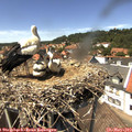 14_05-nest.jpg